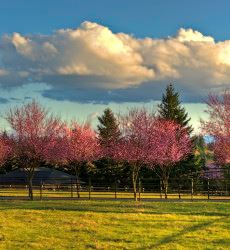 Pink Spring Trees